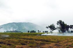 Thơm rơm mùi khói đốt đồng