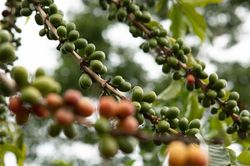 Giá cà phê hôm nay 3/9: Tăng gần 1.000 đồng/kg trong tuần