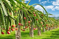 Siêu thị tại Anh dừng bán thanh long Việt Nam