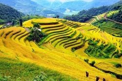 7 nơi lý tưởng ngắm lúa vàng mùa thu