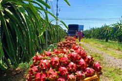 Một số siêu thị tại Anh đã dừng bán thanh long Việt Nam