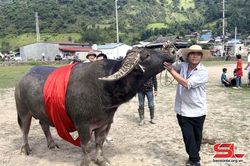 Độc lạ cuộc thi 'Hoàng tử trâu' ở Ngọc Chiến