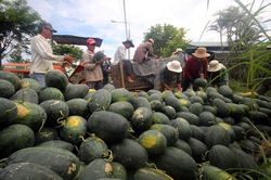 Người dân Quảng Nam vui mừng khi dưa hấu được mùa, giá bán tăng