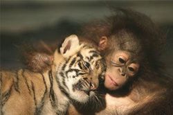 Giật bắn mình những 'cặp đôi' không tưởng trong thế giới động vật