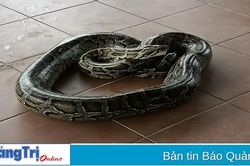 Cam Lộ: Người dân bắt được trăn 'khủng' đang nuốt cả con dê