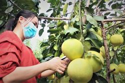 Hà Tĩnh: Bưởi Phúc Trạch vào mùa thu hoạch