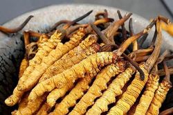 Đông trùng hạ thảo có chữa được ung thư?