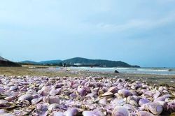 Người dân đổ xô ra biển Cửa Lò vớt 'lộc biển'