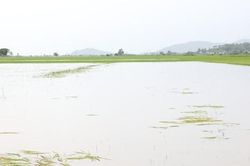 Vựa lúa lớn nhất Đắk Lắk chìm trong biển nước, nông dân nguy cơ mất trắng