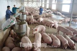 Phát huy vai trò kinh tế tập thể