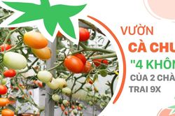 Vườn cà chua '4 không' của 2 chàng trai 9X
