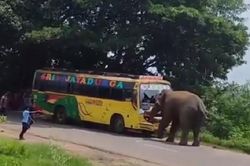 Voi hoang dã húc vỡ kính xe buýt, hành khách bỏ chạy tán loạn