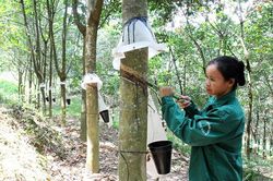 Ngành cao-su hy vọng 'thoát' tăng trưởng âm trong những tháng cuối năm
