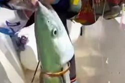 Kỳ quái chuyện 'cá thành tinh' tự mang vàng chuộc thân