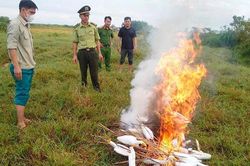 Phá hủy hàng trăm cạm bẫy, giải cứu chim trời