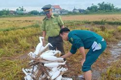 Tháo gỡ, tiêu hủy gần 700 cái bẫy chim trời