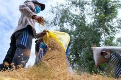 Nhu cầu từ Philippines chậm lại, giá gạo xuất khẩu giảm ngày thứ hai liên tiếp