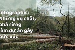 INFOGRAPHIC: Những vụ chặt, phá rừng làm dự án gây bức xúc dư luận