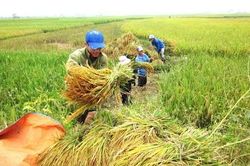 Thạnh Trị trên đường hướng tới huyện nông thôn mới từ 'đòn bẩy' hợp tác xã