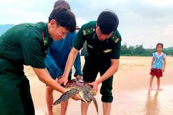 Hà Tĩnh: Thả rùa biển quý hiếm dài gần 40 cm về môi trường biển