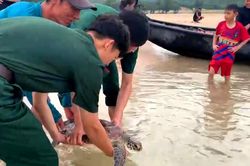 Thả rùa biển quý hiếm nặng hơn 11kg về tự nhiên