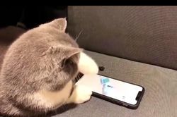Chú mèo 'phô diễn' tài nghệ chơi game đáng kinh ngạc