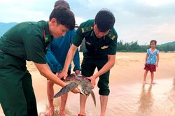 Thả rùa biển quý hiếm nặng 11kg về môi trường biển