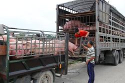 Giá lợn hơi chững lại, mốc 60.000 đồng/kg chỉ thưa thớt ở một vài địa phương