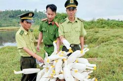 Thừa Thiên Huế nỗ lực ngăn chặn nạn tận diệt chim trời