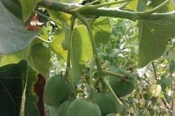 40 học sinh bán trú ở Điện Biên bị ngộ độc