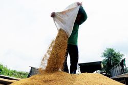 Giá gạo xuất khẩu giảm, kéo giá lúa trong nước đi xuống