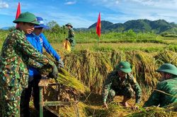 Giúp người dân vùng biên giới thu hoạch lúa