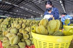 Xuất khẩu sầu riêng đi đôi với trách nhiệm giữ gìn hình ảnh quốc gia