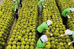 Lắng nghe tiếng nói người trồng sầu riêng