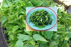 Loại rau mọc nhanh như cỏ được ví như 'vua của các loại rau bình dân', ở nước ngoài cũng quý như 'vàng mười'