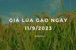 Giá lúa gạo hôm nay 11/9: Chững lại ngày đầu tuần