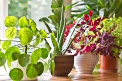 7 loại cây dễ trồng nhất cho người mới bắt đầu