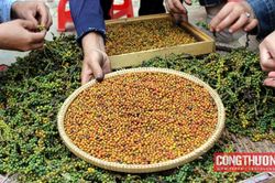 Giá tiêu hôm nay 11/9: Tiêu Việt Nam chiếm tới 79% thị phần tại Hoa Kỳ