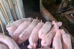 Giá lợn hơi 'tụt dốc', càng nuôi nhiều càng lỗ, nhiều hộ chăn nuôi lớn ở miền Bắc quyết định... bỏ trống chuồng