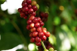 Giá cà phê hôm nay 12/9: Tăng mạnh, lấy lại mốc 66.000 đồng/kg