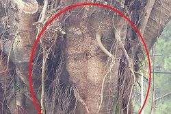 Đề xuất di dời cây si bị tung tin có hình giống mặt người ra khỏi chợ ở Gia Lai