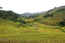Ruộng bậc thang Mù Cang Chải - Kiệt tác từ đôi bàn tay