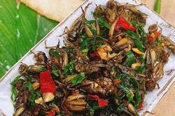 Loại côn trùng thích 'phiêu lưu' dưới lòng đất được săn lùng, dân nhậu đếm con tính tiền