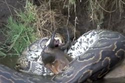CLIP: Trăn 'khủng' nuốt chửng linh dương bên bờ sông