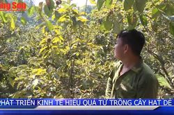 Phát triển kinh tế từ trồng cây hạt dẻTin khác