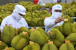 Sớm hoàn tất thủ tục đưa sầu riêng Việt Nam sang Ấn Độ