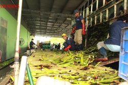Làm gì để chuỗi cung ứng xuất khẩu nông sản Việt được an toàn hơn?