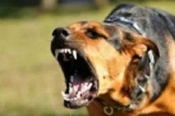 Lại gần lúc chó nhà đang ăn, bé gái bị cắn rách má