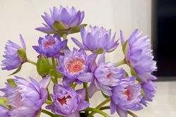 Tử vi Thứ Tư 13/9/2023 của 12 cung hoàng đạo