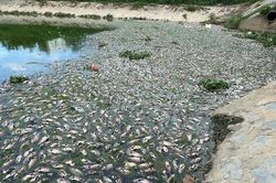 Đà Nẵng: Hơn 4 tấn cá chết nổi trắng kênh Đa Cô
